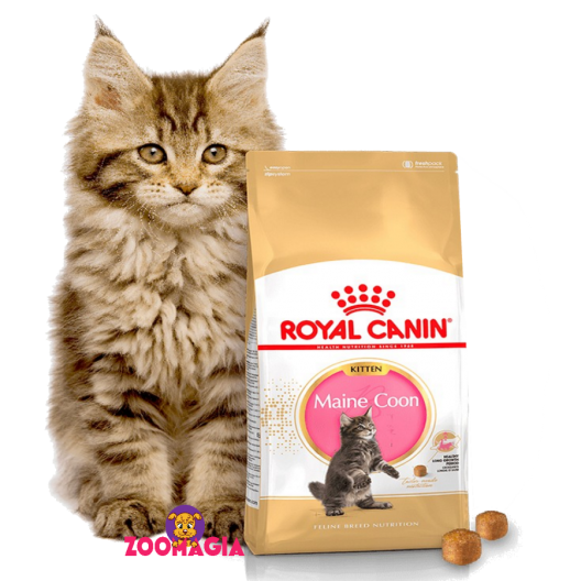 Royal Canin Maine Coon Kitten.  Полнорационный корм Роял Канин для котят породы Мейн-кун.  2 кг.