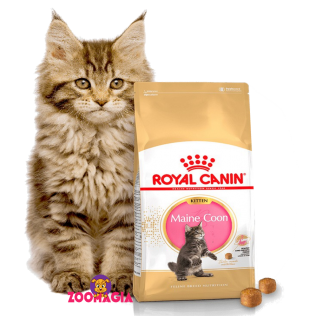Royal Canin Maine Coon Kitten.  Полнорационный корм Роял Канин для котят породы Мейн-кун.  4 кг